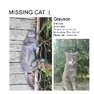 lost male cat grayson